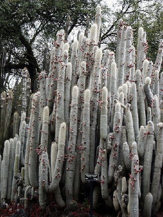 13-silver-torcia-cactus.jpg